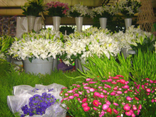 鲜花展位