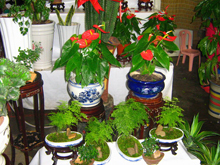 盆栽展位