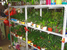 小盆花架