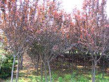 紫叶李（红叶李）