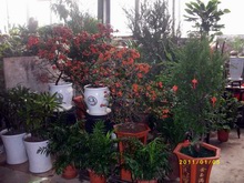 年宵花