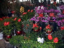 年宵花