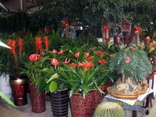 年宵花
