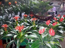 年宵花