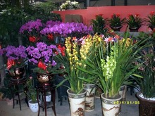 年宵花